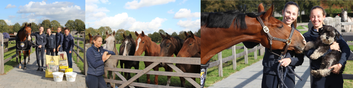 Header DB Horses 1