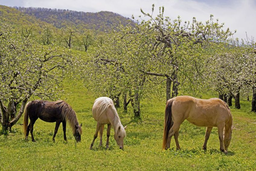 Horsefood_Appel_mix.jpg