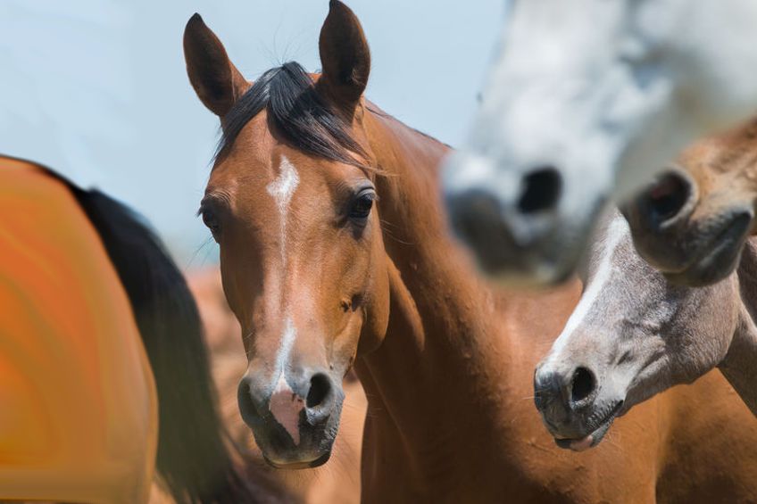 Horsefood_Onderhoud_paarden_Brok.jpg