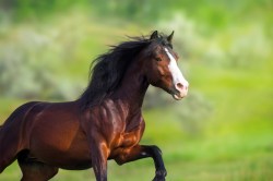 Pure_Sensitive_brok9