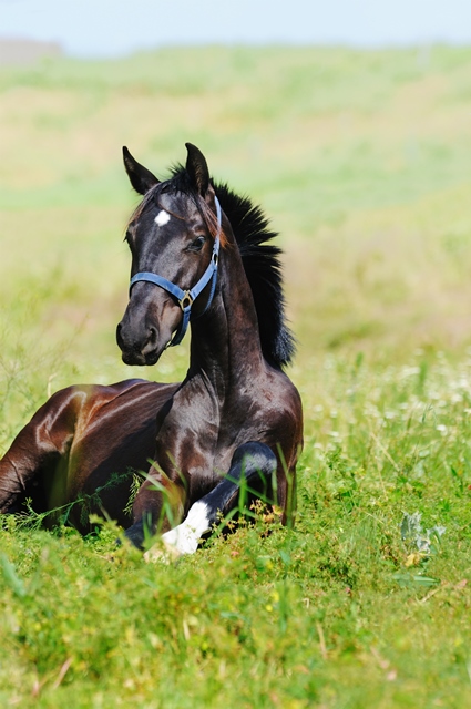Horsefood the best - jonge paarden