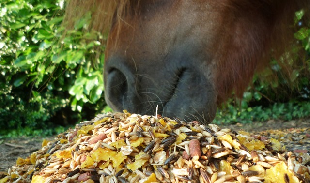 horsefood the best - paarden op graanrantsoen